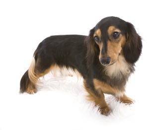 �u���b�N���^�� �J�j���w���_�b�N�X